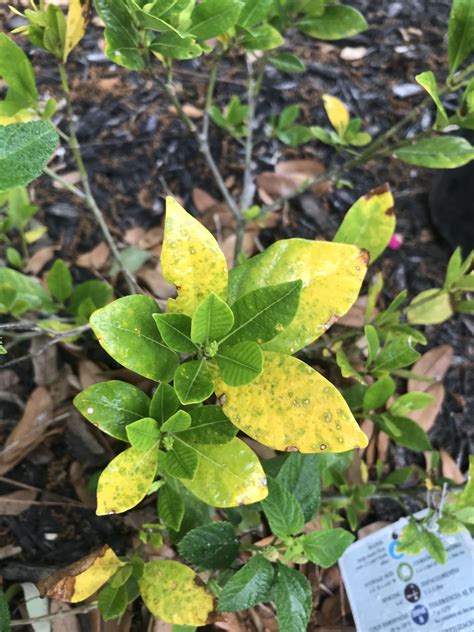 my gardenia's are yellow.